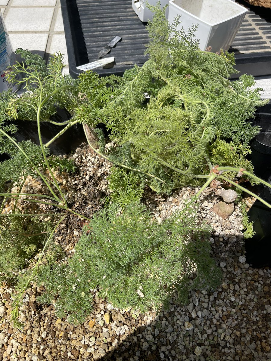 宮本村の武蔵｜Our Farm Research Institute tweet media