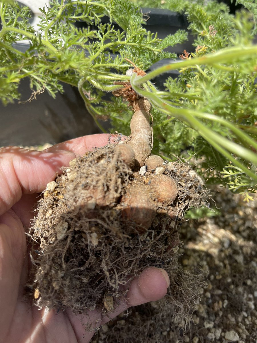 宮本村の武蔵｜Our Farm Research Institute tweet media