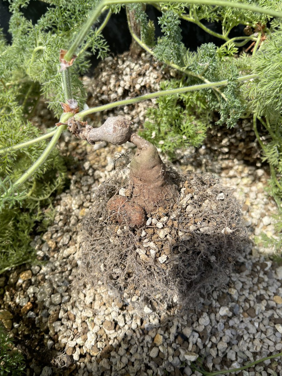 宮本村の武蔵｜Our Farm Research Institute tweet media