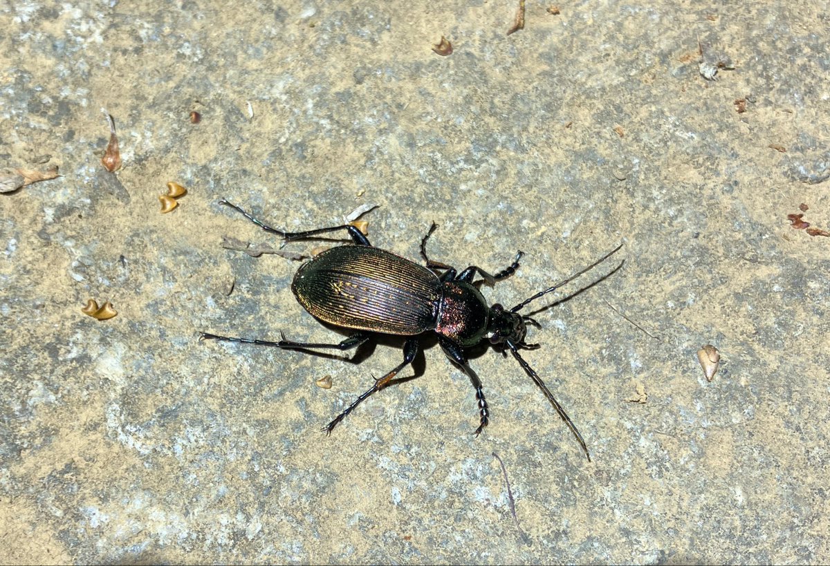 かなた昆虫採集中 tweet media