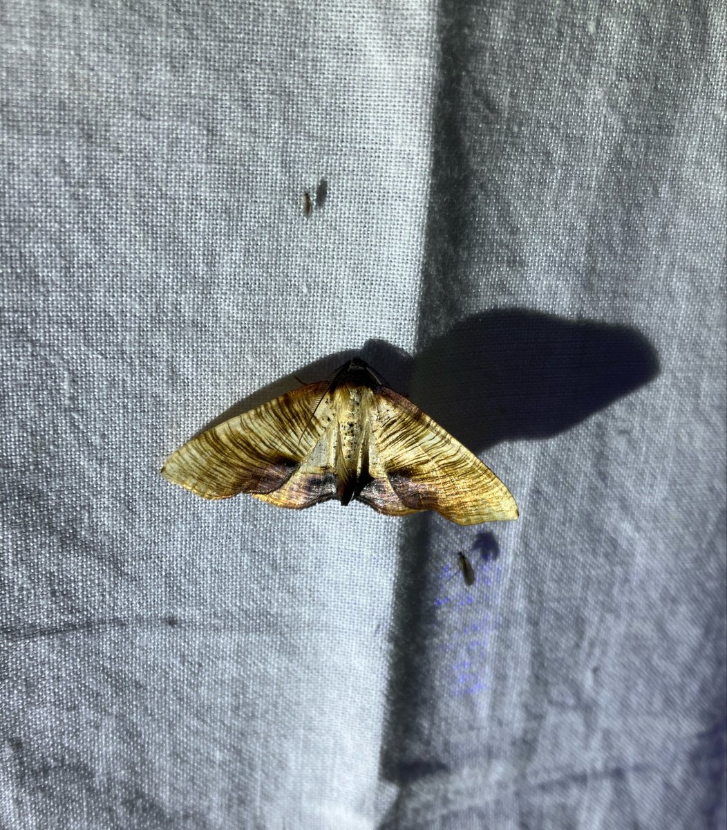 かなた昆虫採集中 tweet media