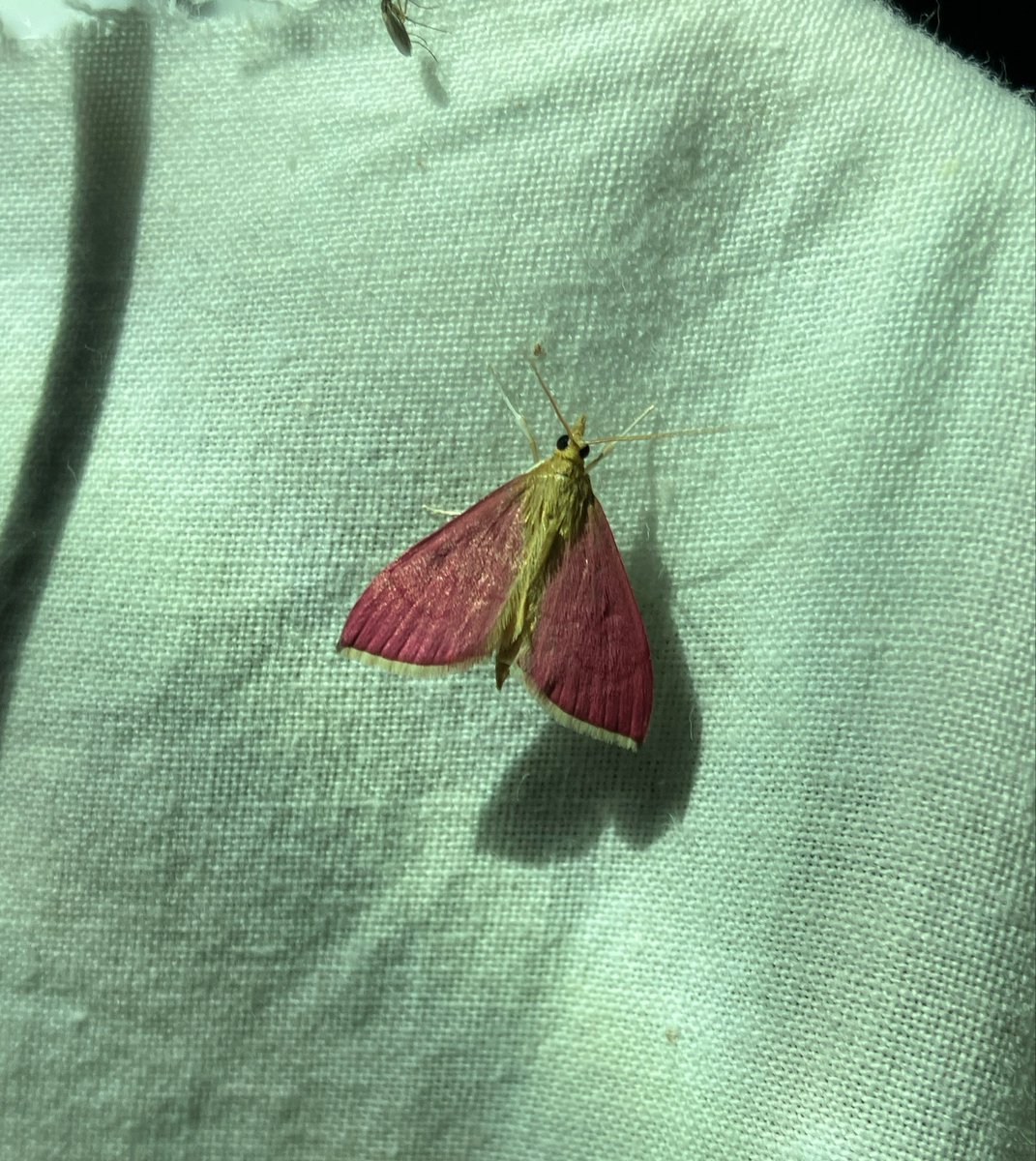 かなた昆虫採集中 tweet media