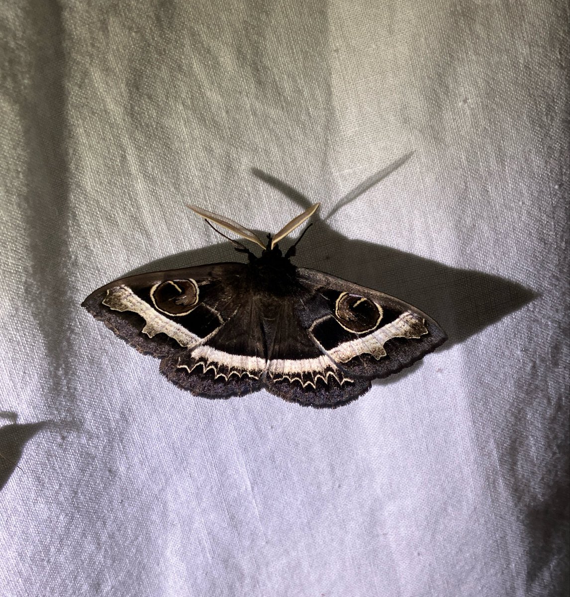 かなた昆虫採集中 tweet media