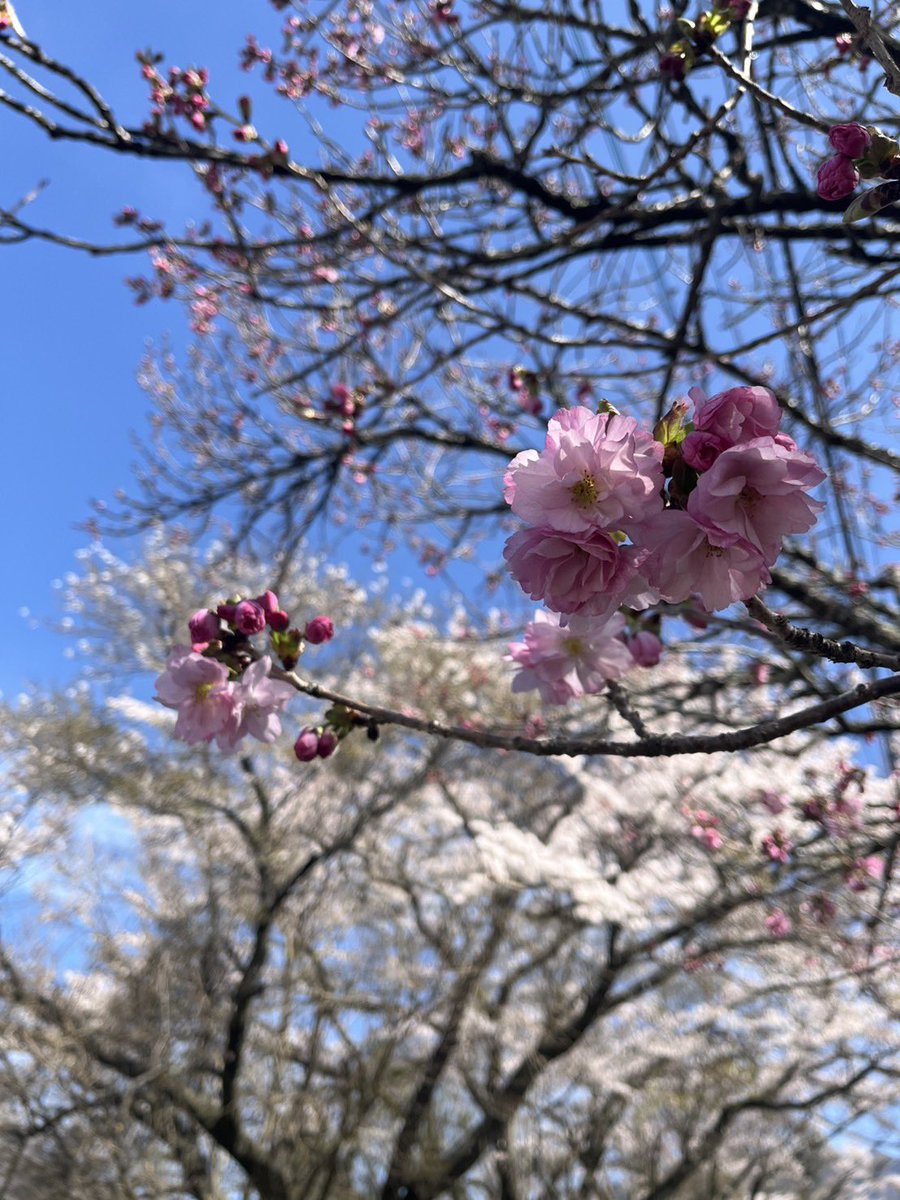 96_show's tweet photo. 地元はまだ桜が咲いていました。 https://t.co/ixfMPT3R70