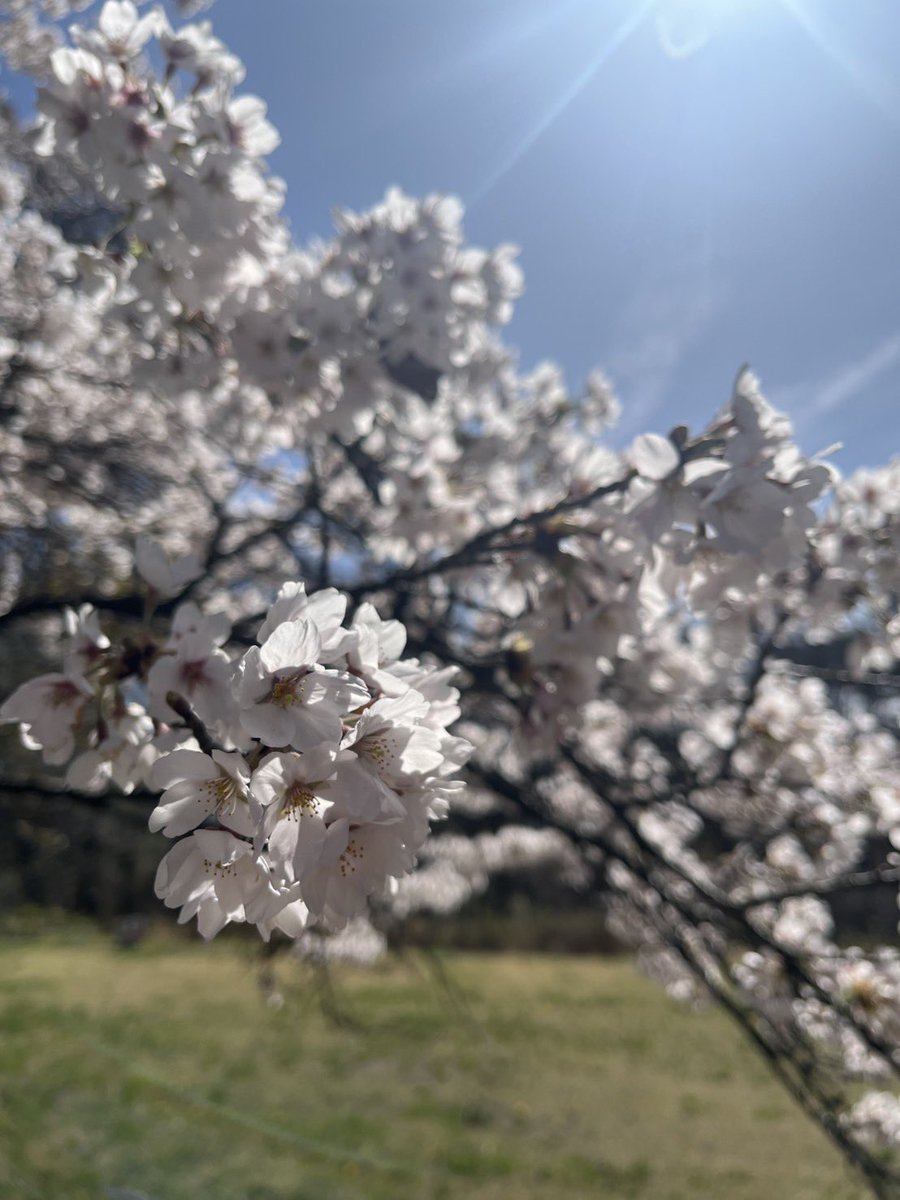 96_show's tweet photo. 地元はまだ桜が咲いていました。 https://t.co/ixfMPT3R70