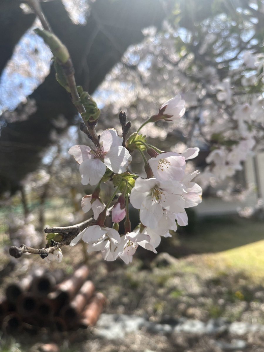 96_show's tweet photo. 地元はまだ桜が咲いていました。 https://t.co/ixfMPT3R70