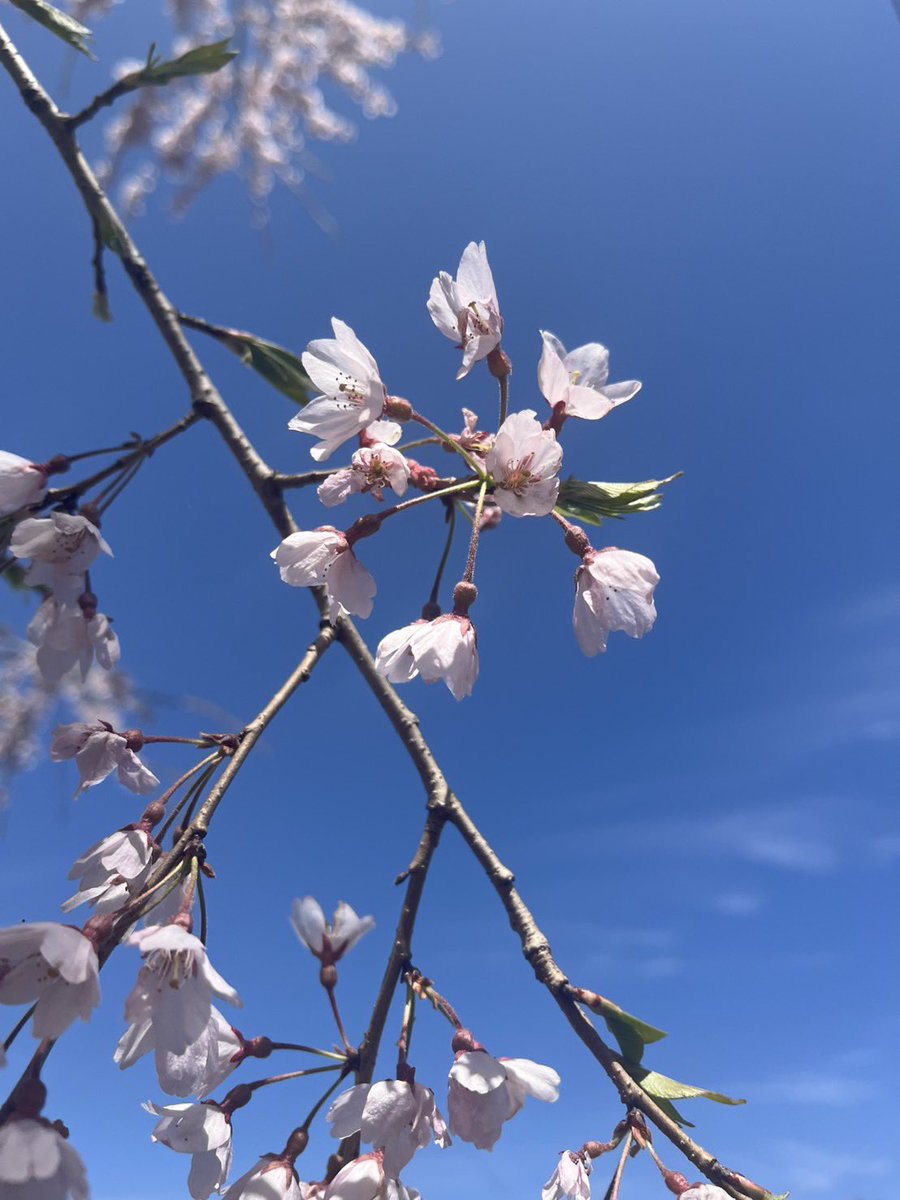 96_show's tweet photo. 地元はまだ桜が咲いていました。 https://t.co/ixfMPT3R70
