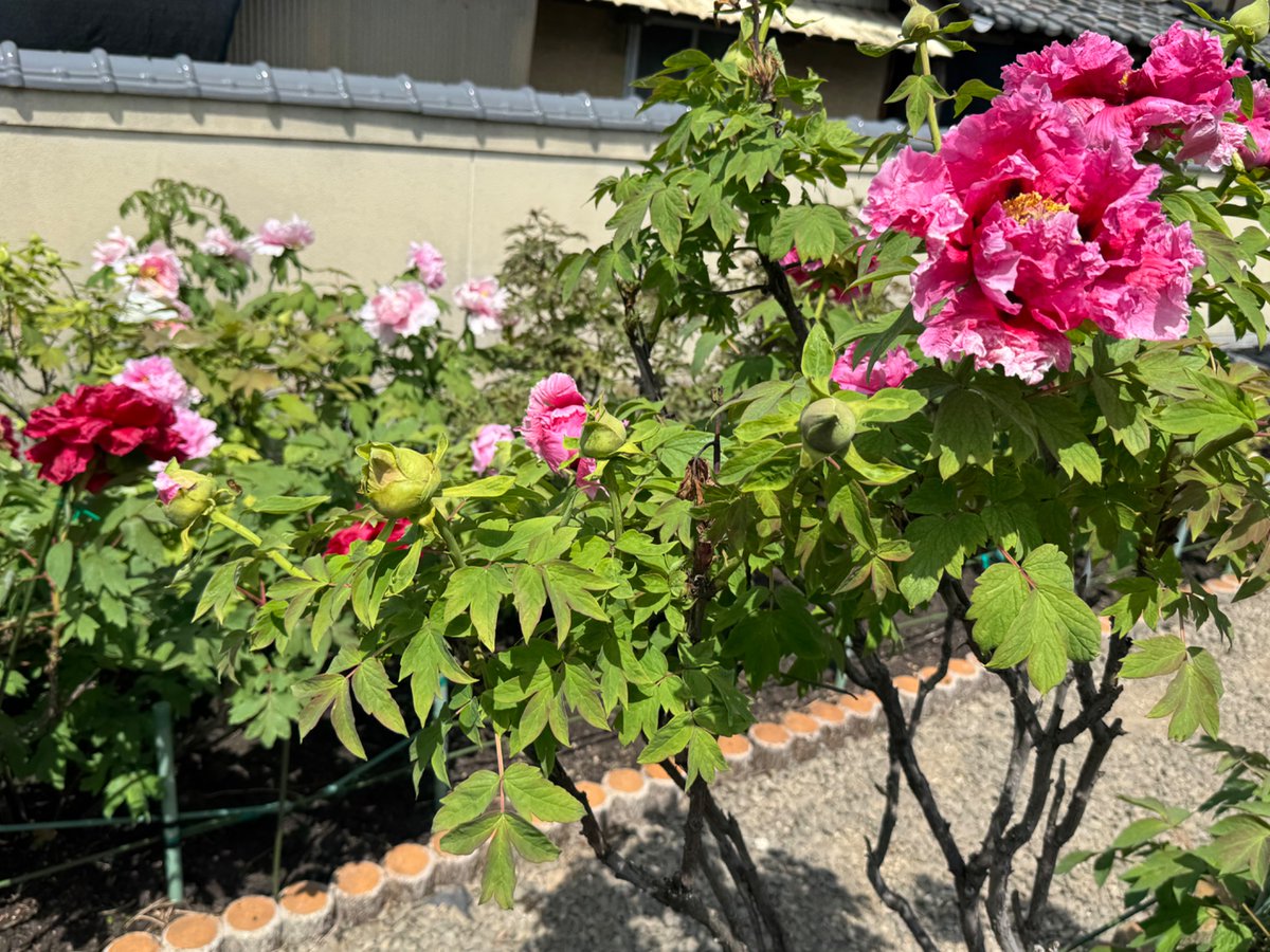 dGRITs1's tweet photo. "ぼたん寺"こと薬王寺
牡丹だけは外せなかったので大満足 https://t.co/4mDK3lcNa2