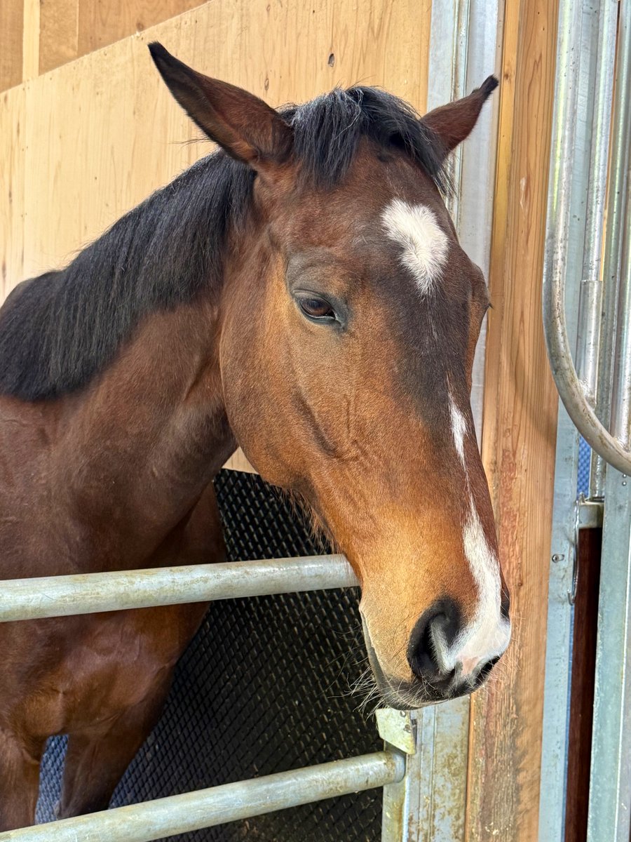 でんでこでん tweet media