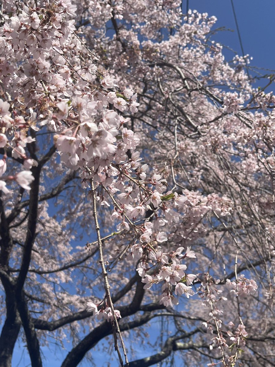 96_show's tweet photo. これで見納めかな https://t.co/hQkvKkoCYN