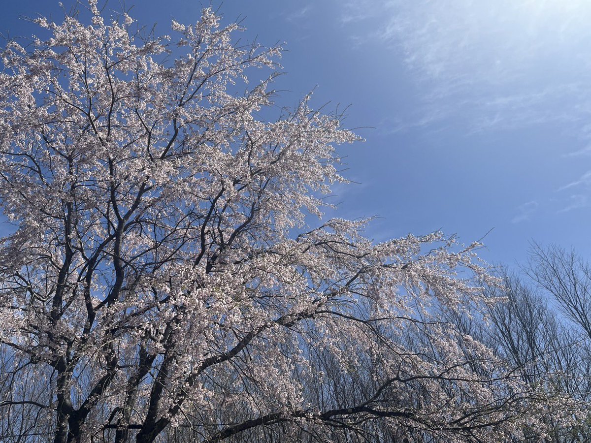 96_show's tweet photo. これで見納めかな https://t.co/hQkvKkoCYN