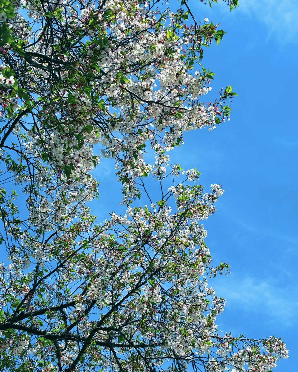 白無 もね(新人VTuber)イラストレーター tweet media