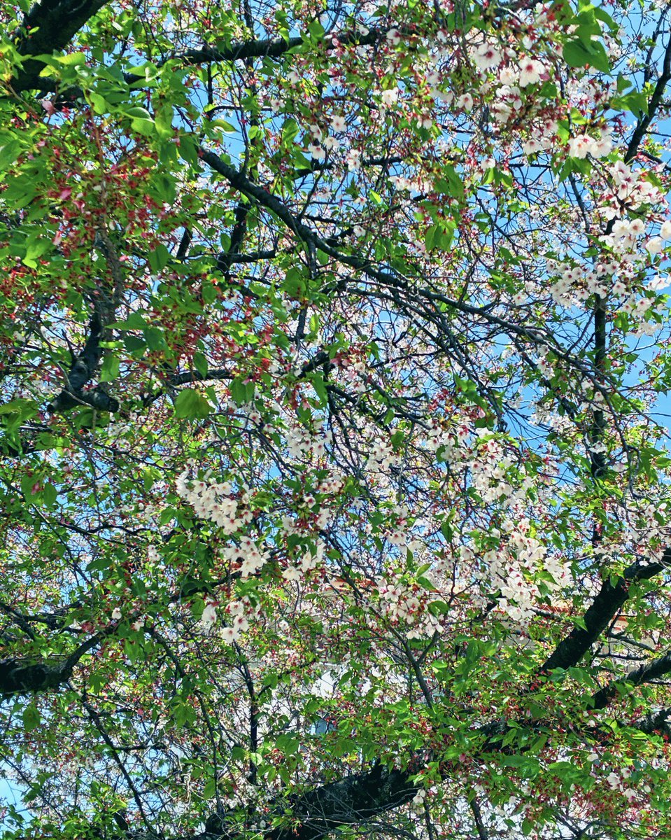 白無 もね(新人VTuber)イラストレーター tweet media