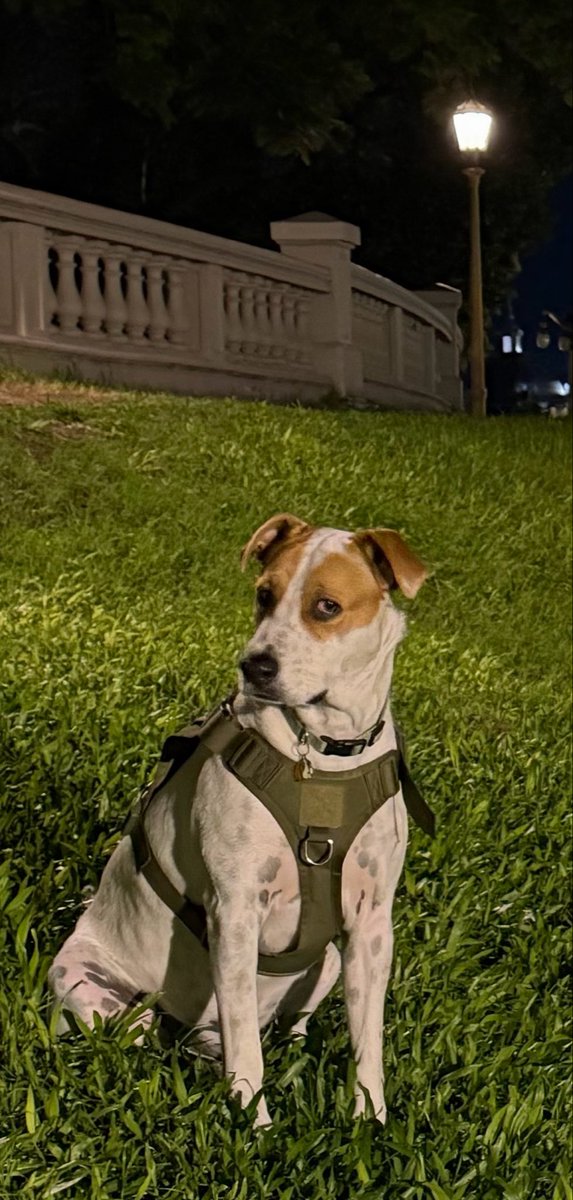 Pedro Lambertini tweet media