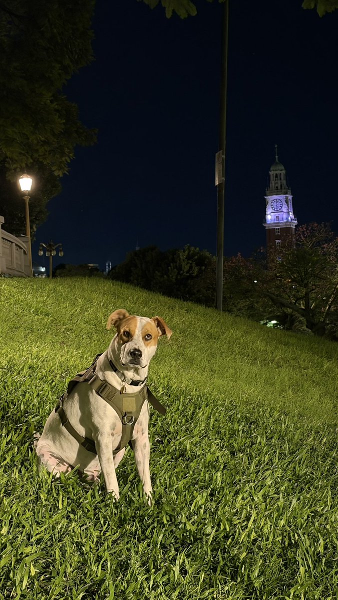 Pedro Lambertini tweet media