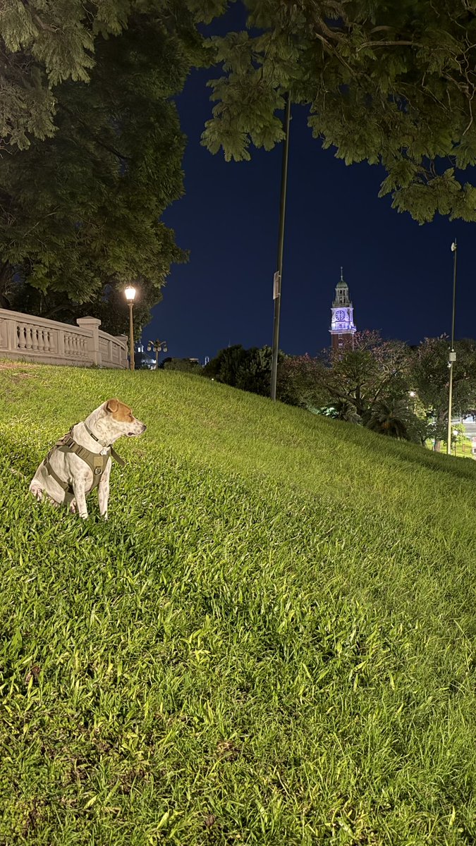 Pedro Lambertini tweet media