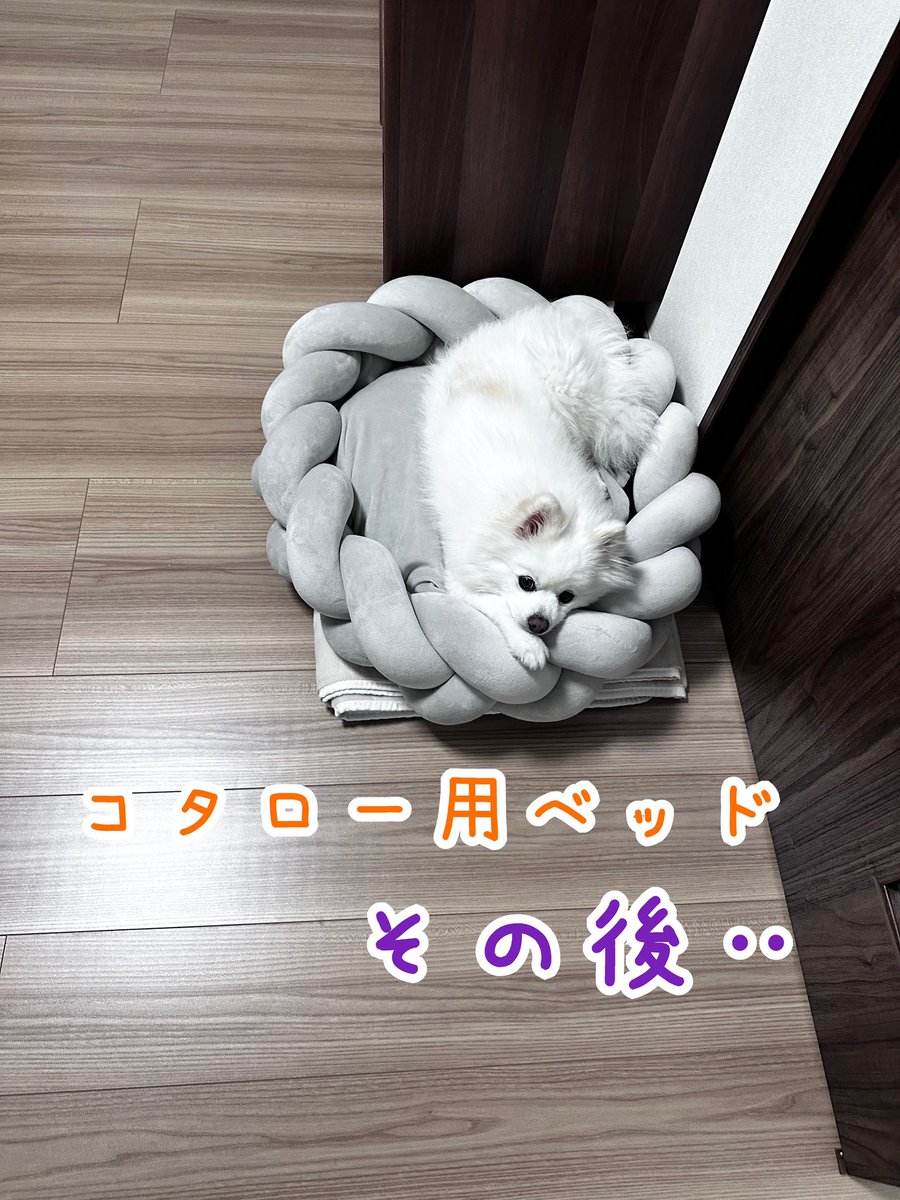 kotaro20180425's tweet photo. ベッド設置数時間後から使いこなしているコタロー🐶
なにも心配することはなかった🤣 https://t.co/MeEHexQydr