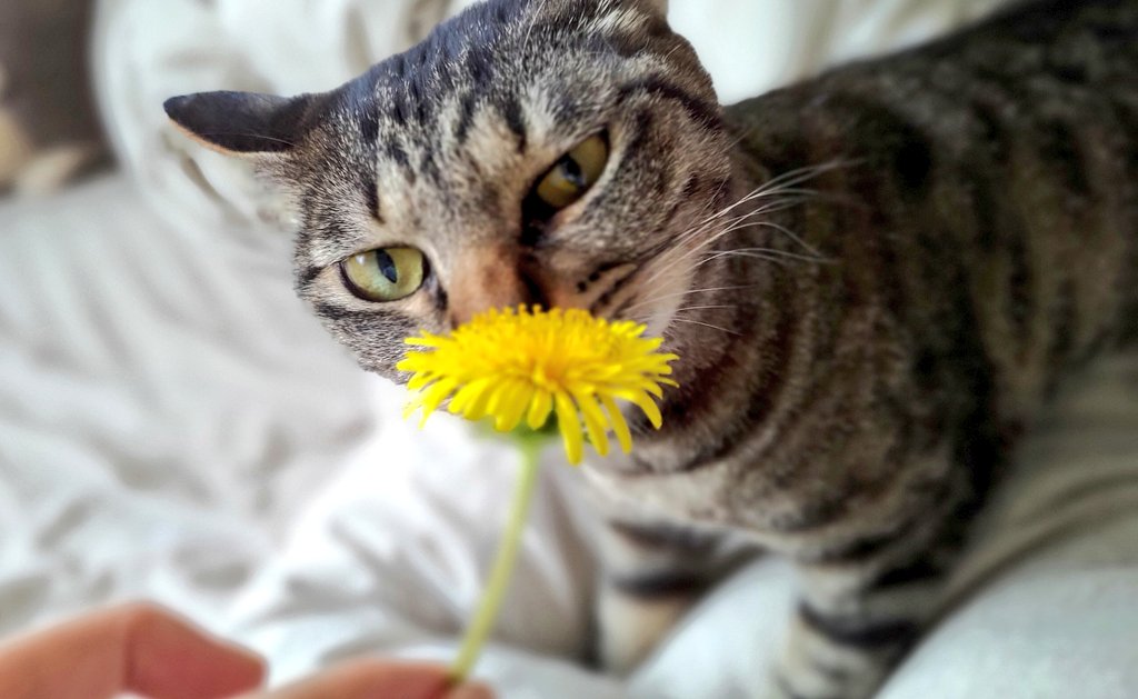 タムラ tweet media