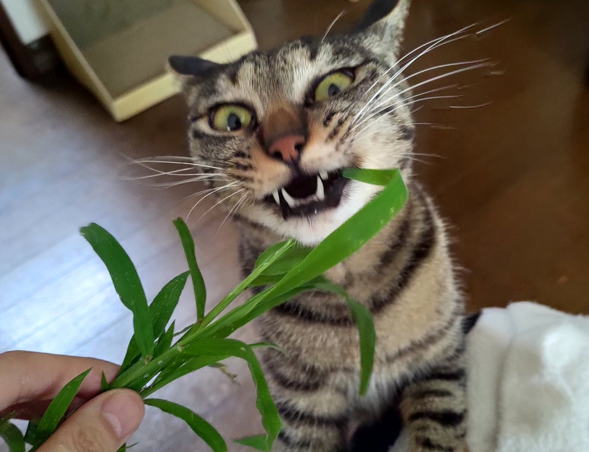 タムラ tweet media