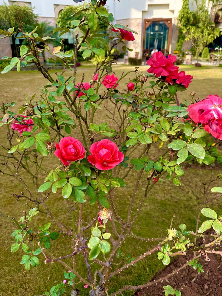 IsmaatM's tweet photo. From quiet tables to sunlit gardens… mornings unfold in their own gentle way…
#InFullBloom https://t.co/yplQvPBhKD