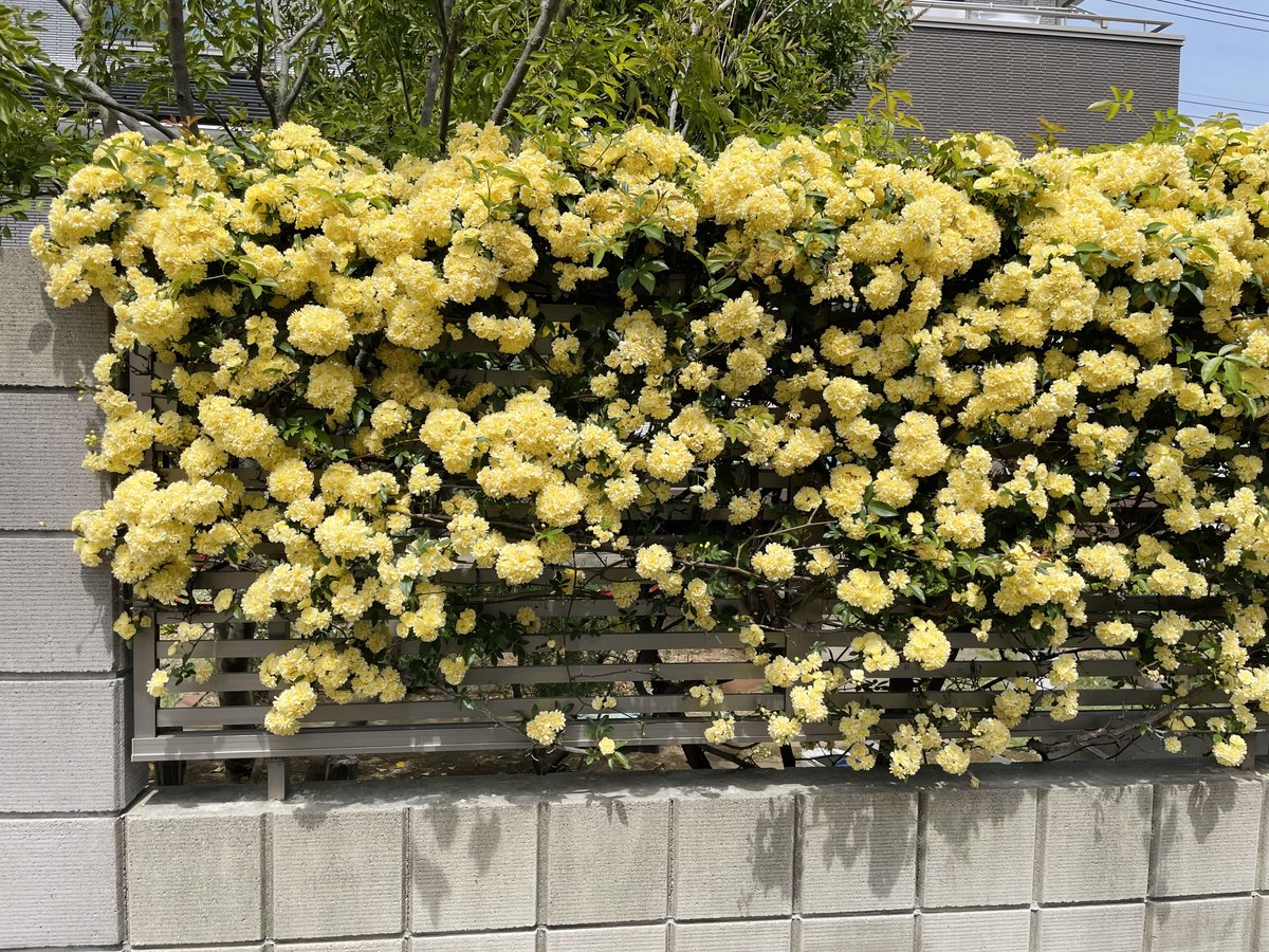 うめ蔵🦄単行本３巻／７月頃発売 tweet media