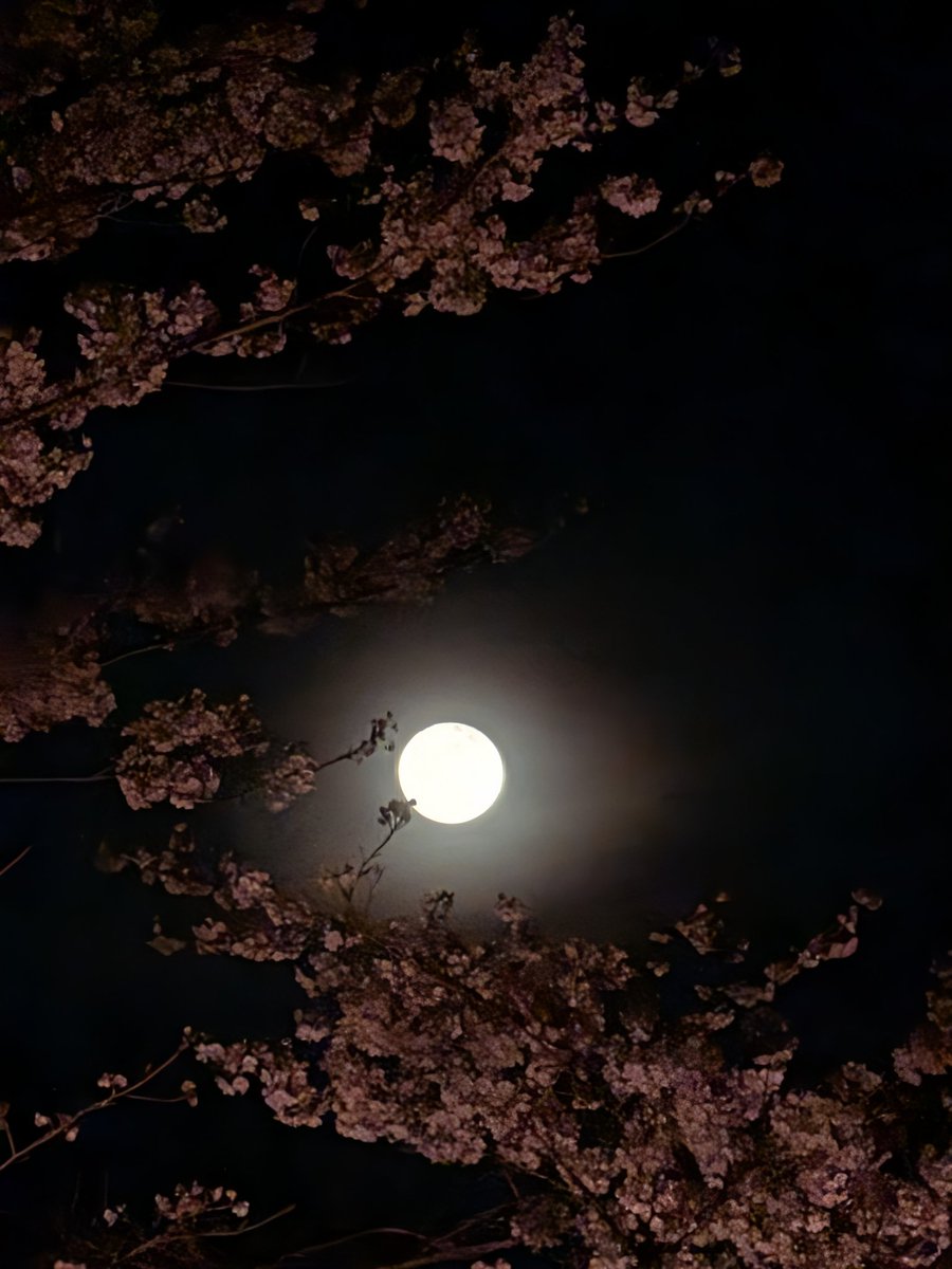 kinbatoru's tweet photo. 夜桜撮影1/2
ライトアップ無し😴
これはこれでいいかと思い、次にライトアップした桜と月を撮ったら月に何かが写っていたぞ〜〜〜👽⁉️ https://t.co/pviSORVDvZ