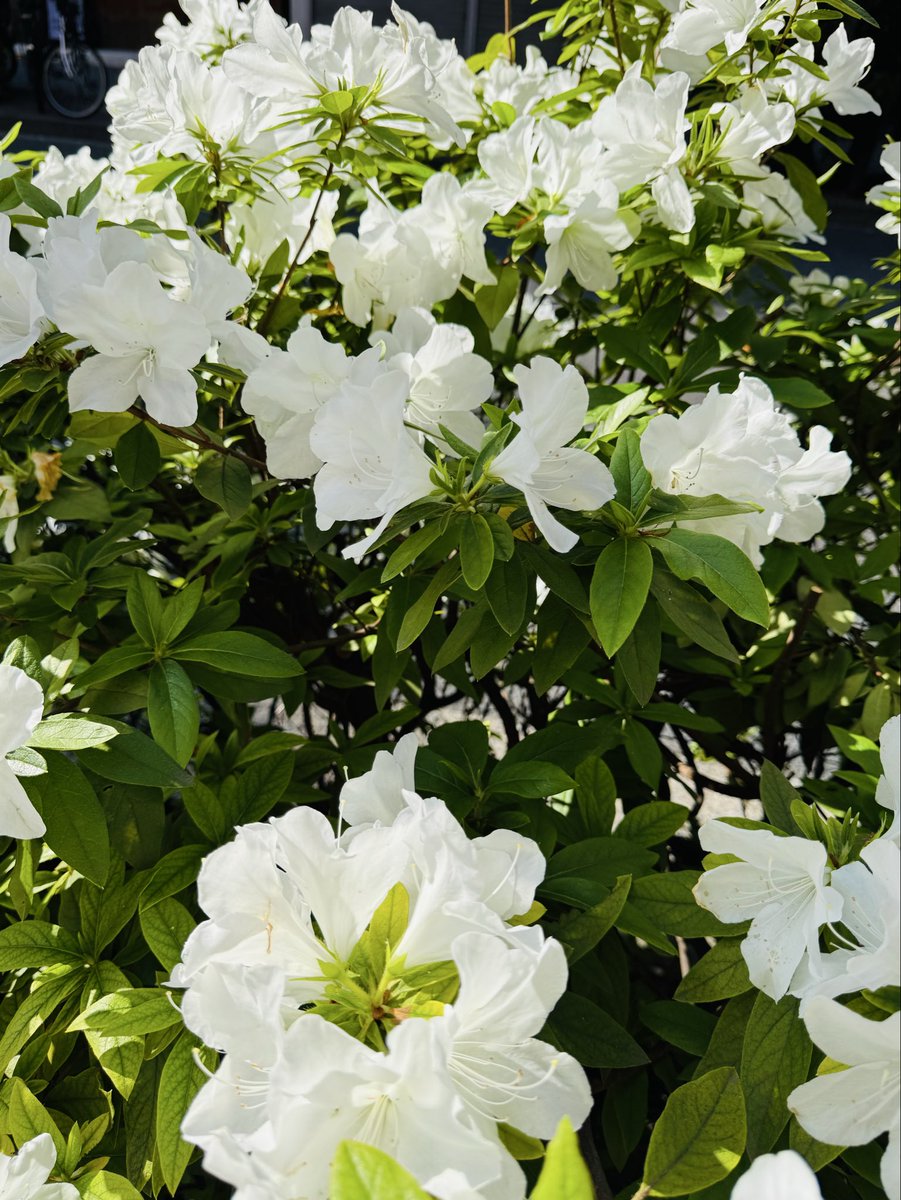 水野優香@熟女 tweet media