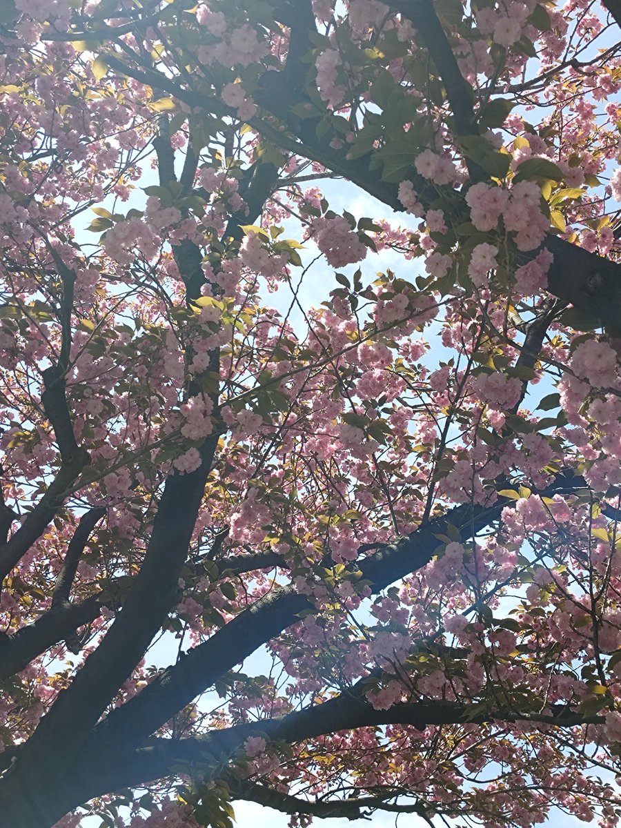 八重桜？がめっちゃ綺麗です！