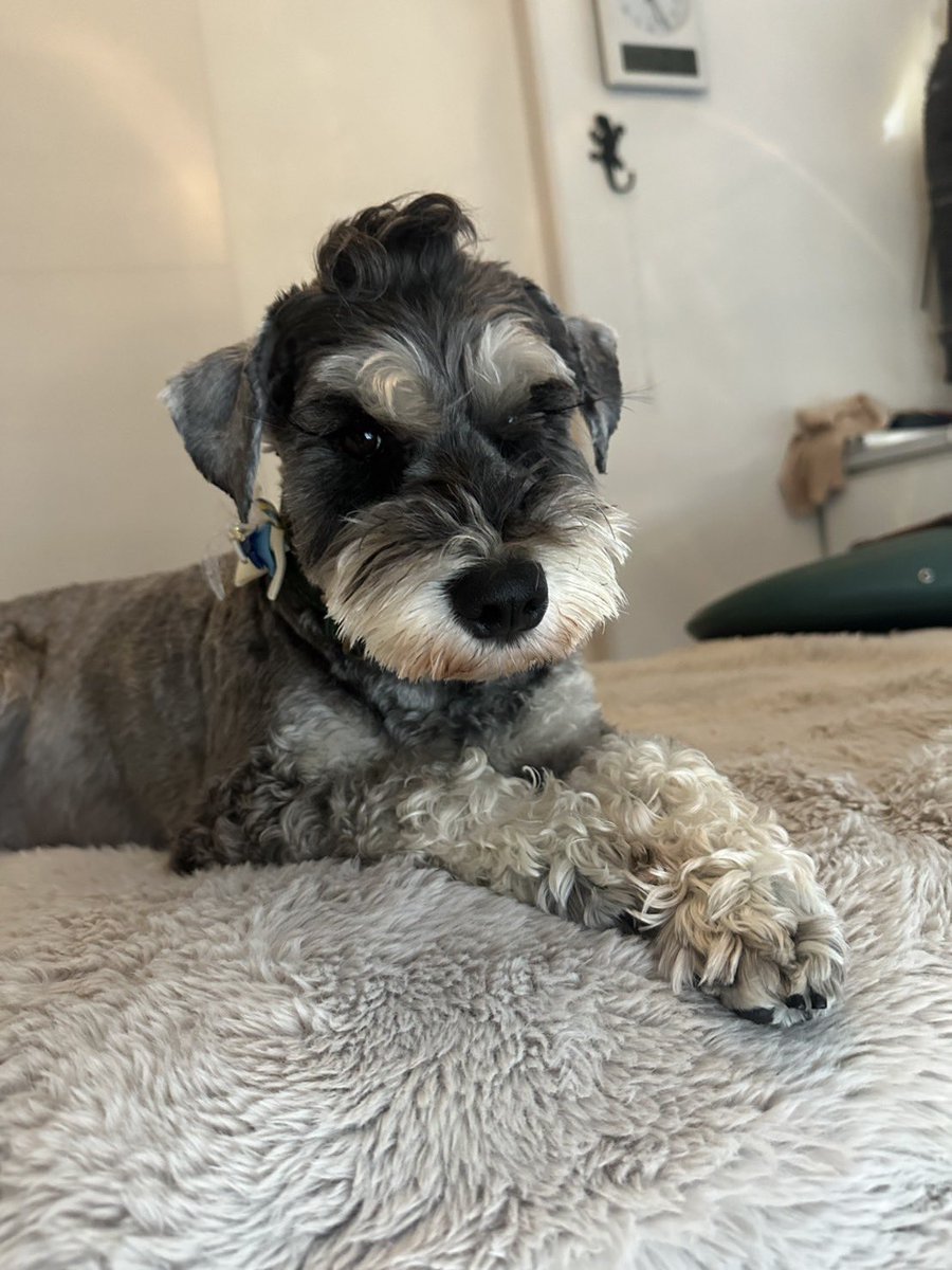 まんまる堂のいぬ tweet media