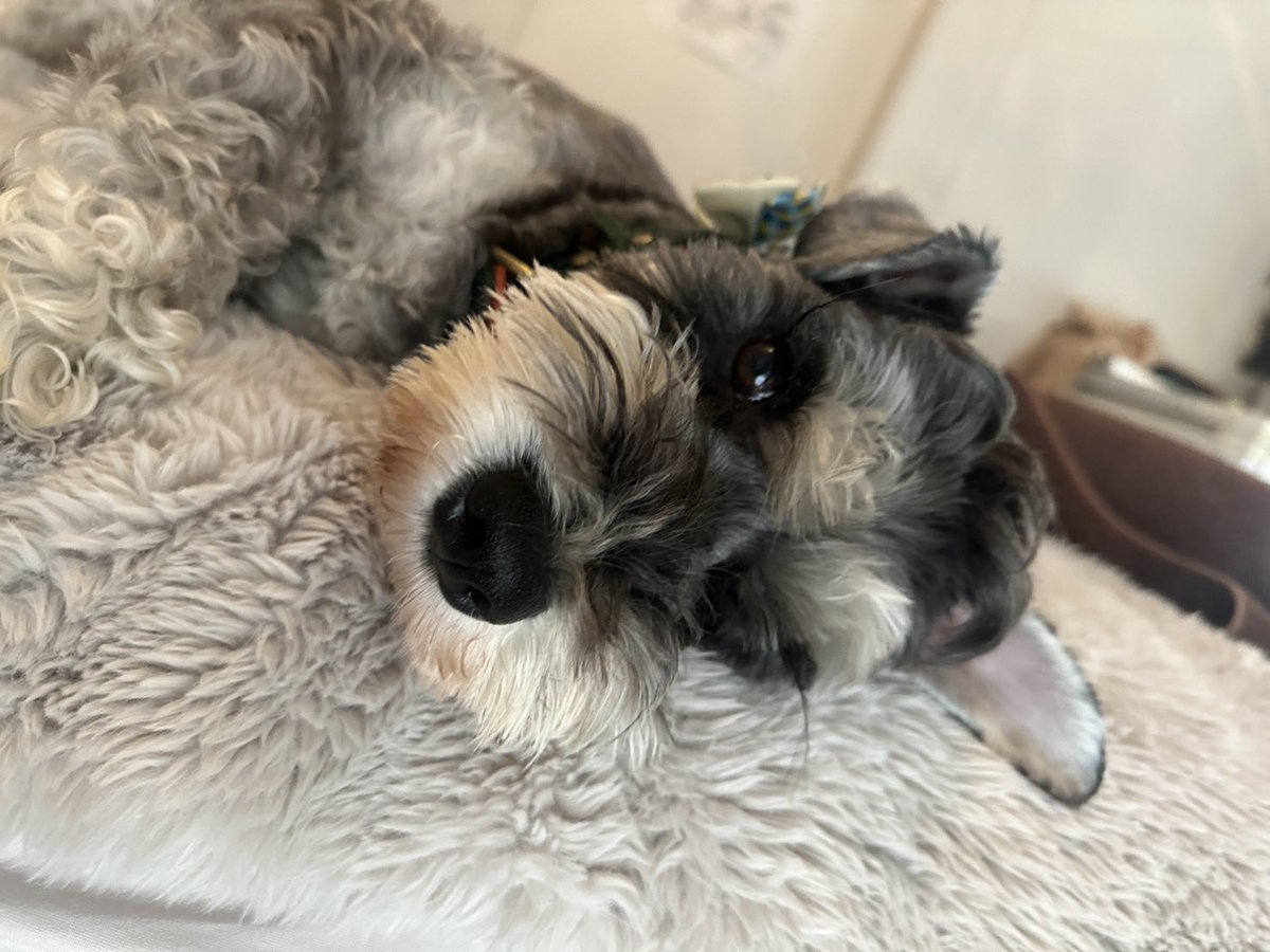 まんまる堂のいぬ tweet media