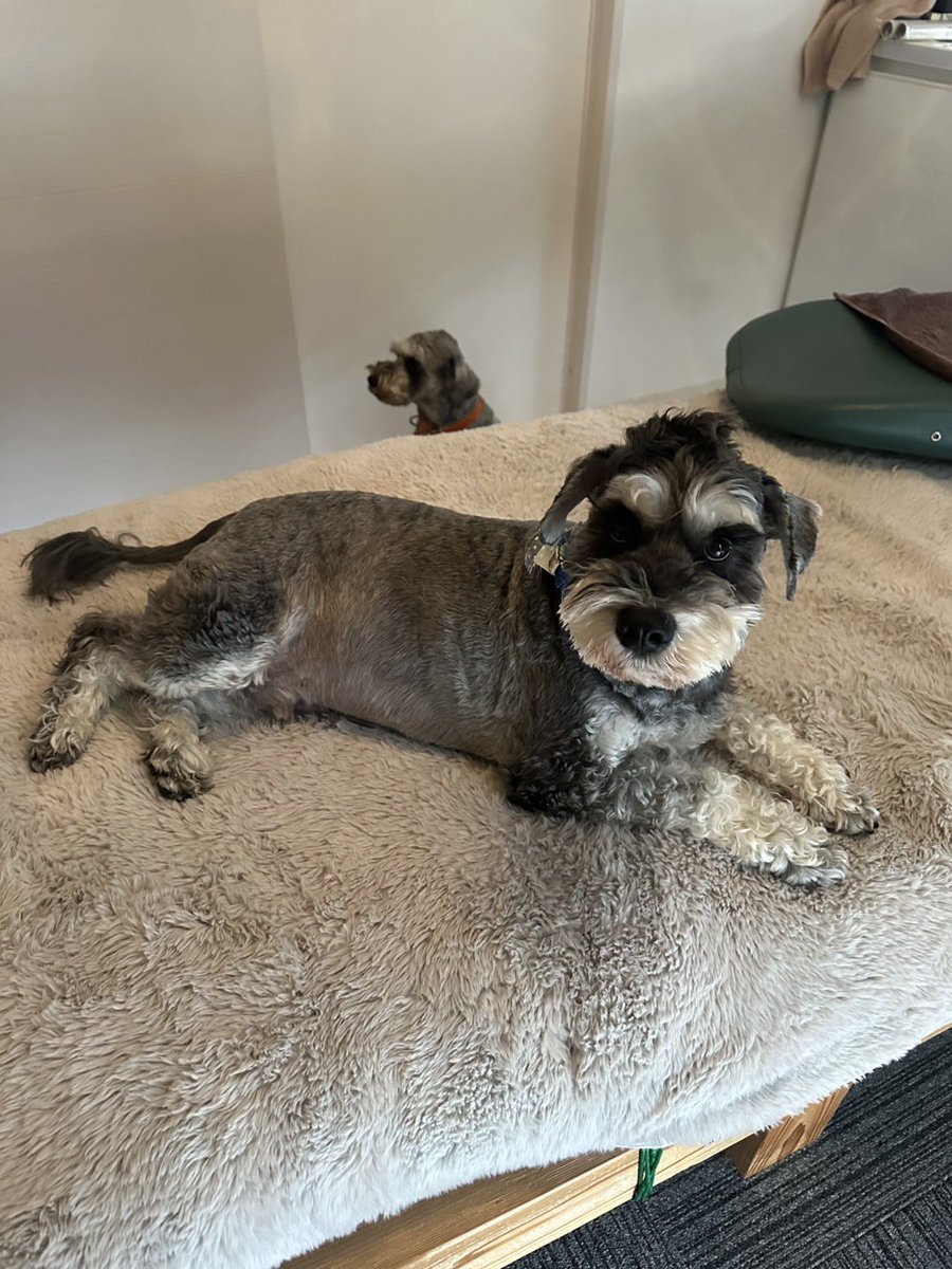 まんまる堂のいぬ tweet media