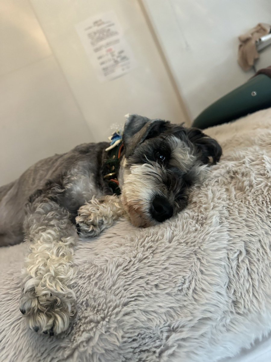 まんまる堂のいぬ tweet media