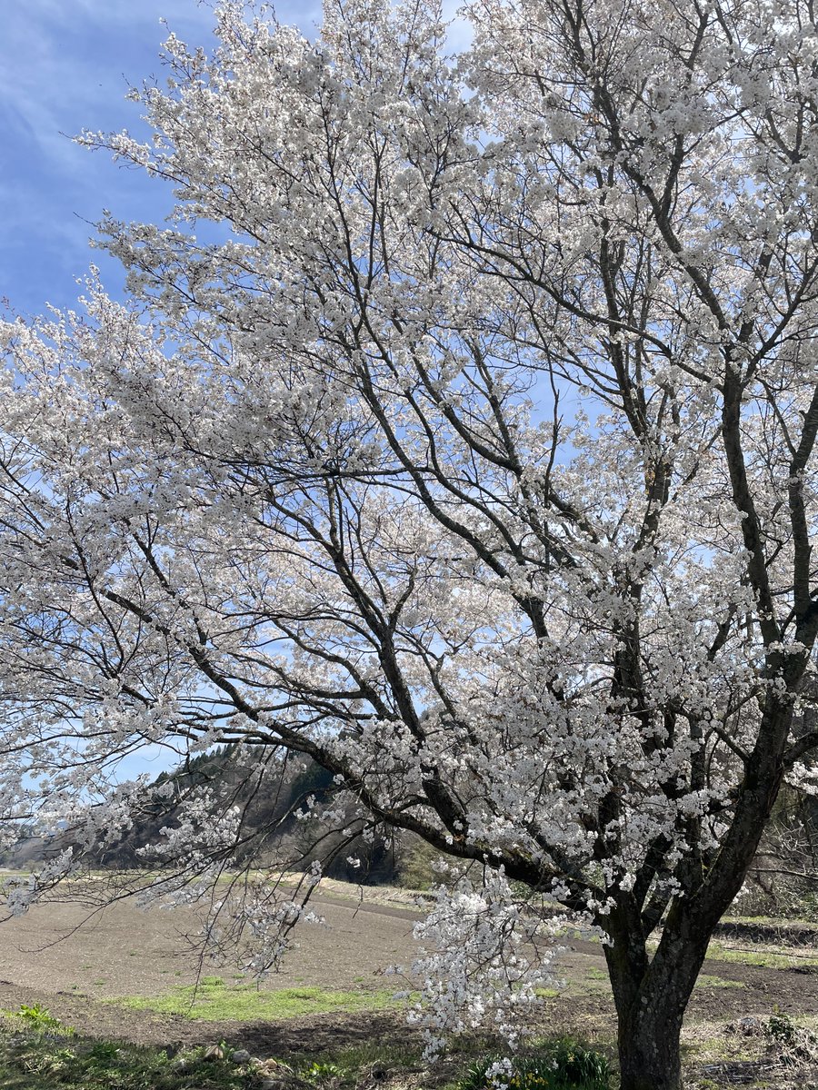 せばすちゃん tweet media