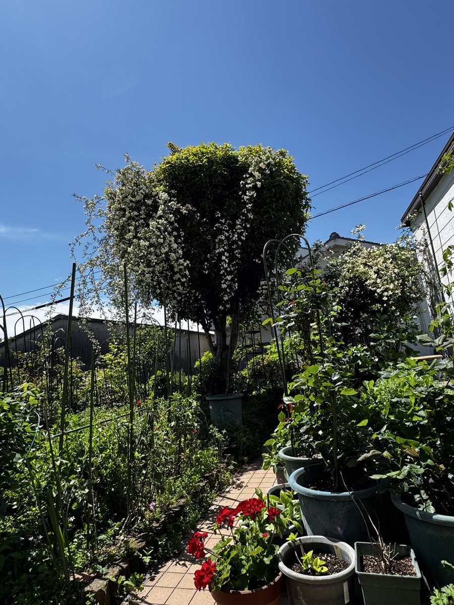 🌈hal_kun tweet media