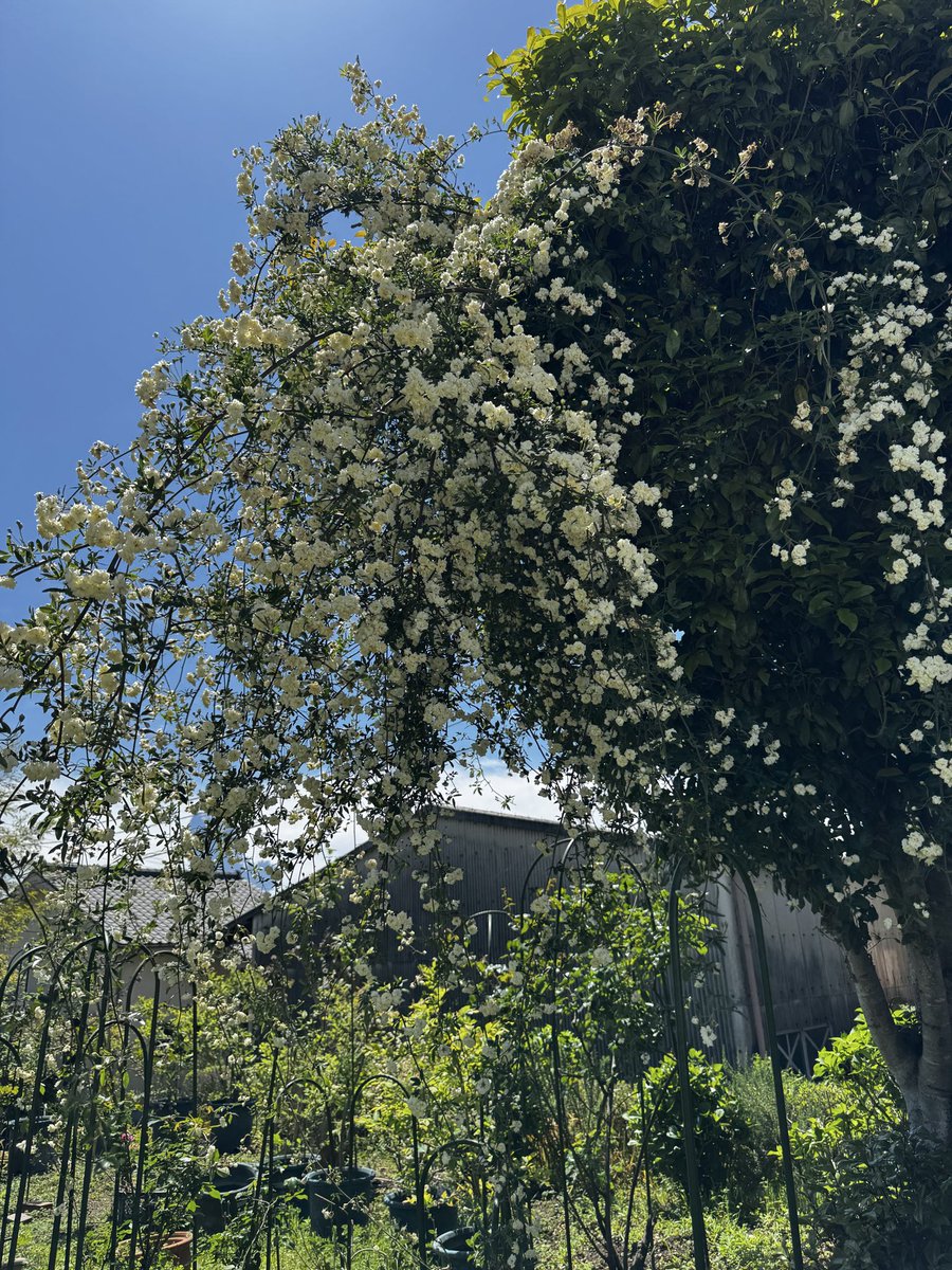 🌈hal_kun tweet media