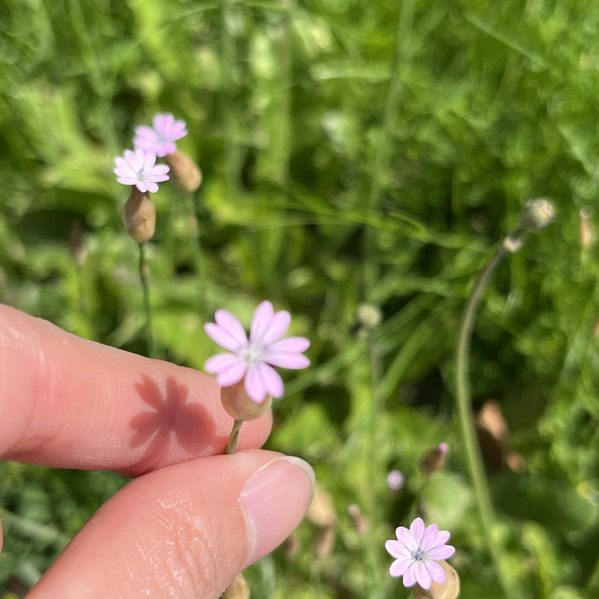 やぎ 🐈⬛ 4/18こけら落とし🐟✨ tweet media