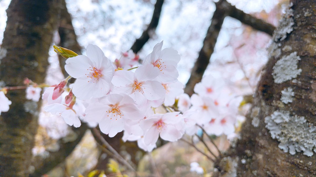 Errrrrri25's tweet photo. 2026/4/5㈰ 朝日山森林公園 in香川県三豊市
2000本の桜は圧巻！
資料館も面白かった📖 https://t.co/KueQ9tvsOz