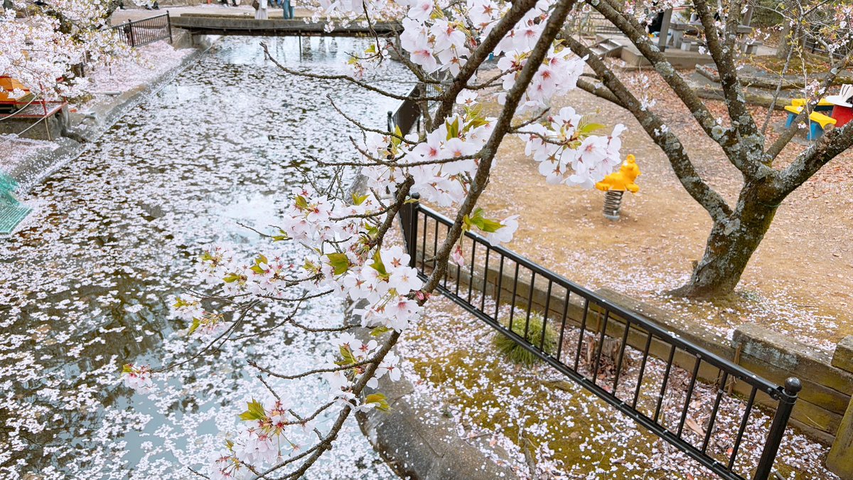 Errrrrri25's tweet photo. 2026/4/5㈰ 朝日山森林公園 in香川県三豊市
2000本の桜は圧巻！
資料館も面白かった📖 https://t.co/KueQ9tvsOz
