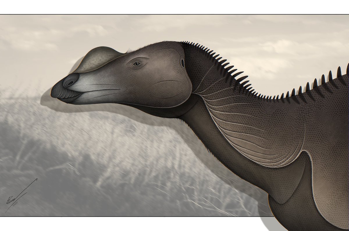 Wachirawit96111's tweet image. Muttaburrasaurus langdoni 
(New reconstruction)

#paleoart #muttaburrasaurus #dinosaur