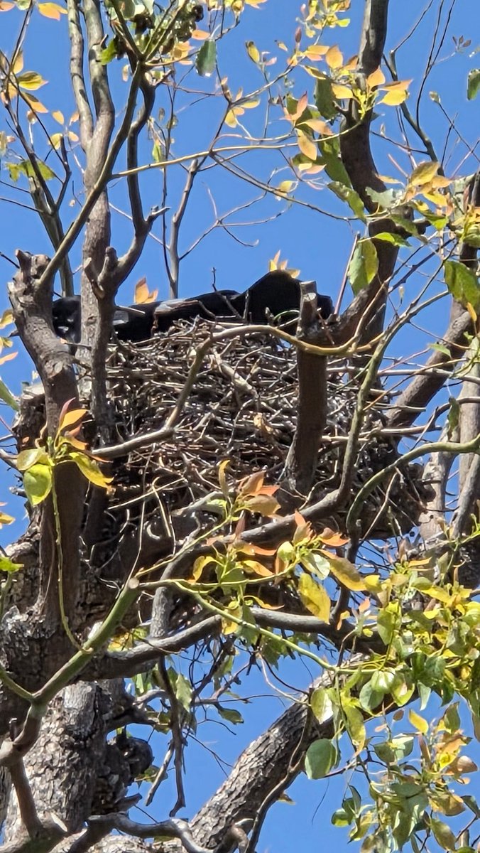 WAN│椎野乃依 Vtuber・Vstreamer tweet media