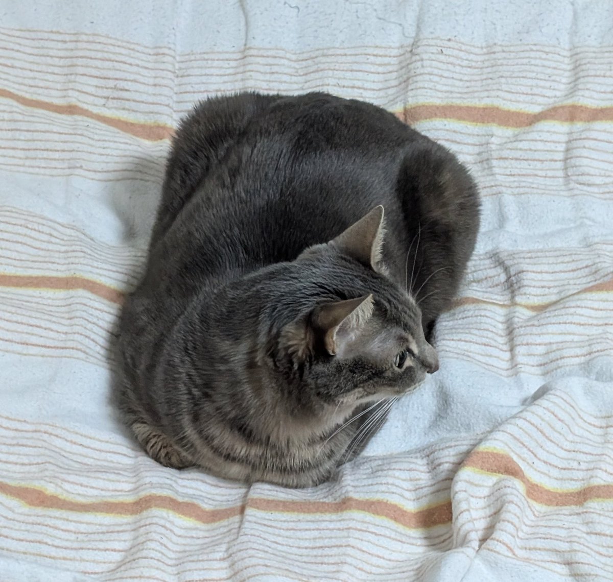 Choco_nikki_'s tweet photo. 四角い
 #ちょこ日記  #猫大好き  #ねこかわいいね https://t.co/RobTr1AAbG