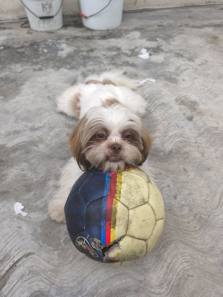 fcobarron's tweet photo. Vamos Aguilas#CasaDeColosos https://t.co/xMEMLIArkf