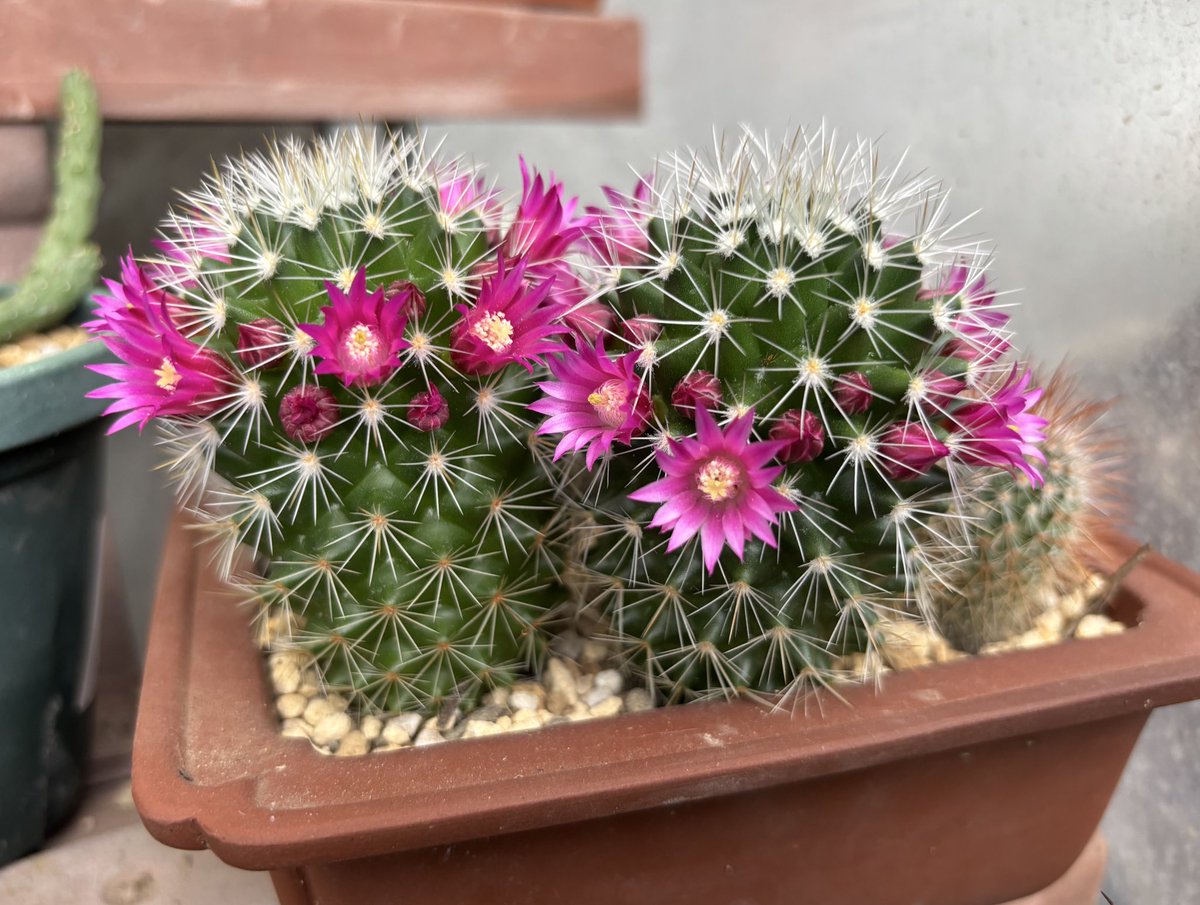 BNG🔔東2ち68ab tweet media