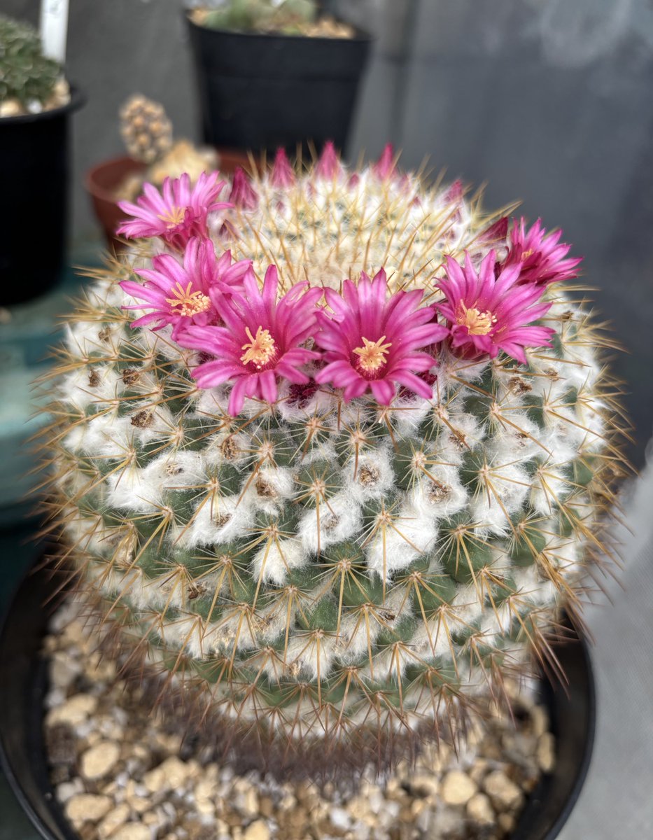 BNG🔔東2ち68ab tweet media