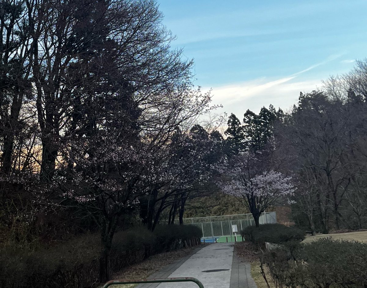 11TOMOp's tweet photo. 先日の9日(木)の夕方、小泉潟公園へ行った時の写真！
桜はまだちょっと早いかなぁ…って感じでした。
空を見たら変わった雲で撮ってみた☁️
こんな雲初めて見た😳 https://t.co/oiZNjVlsFU