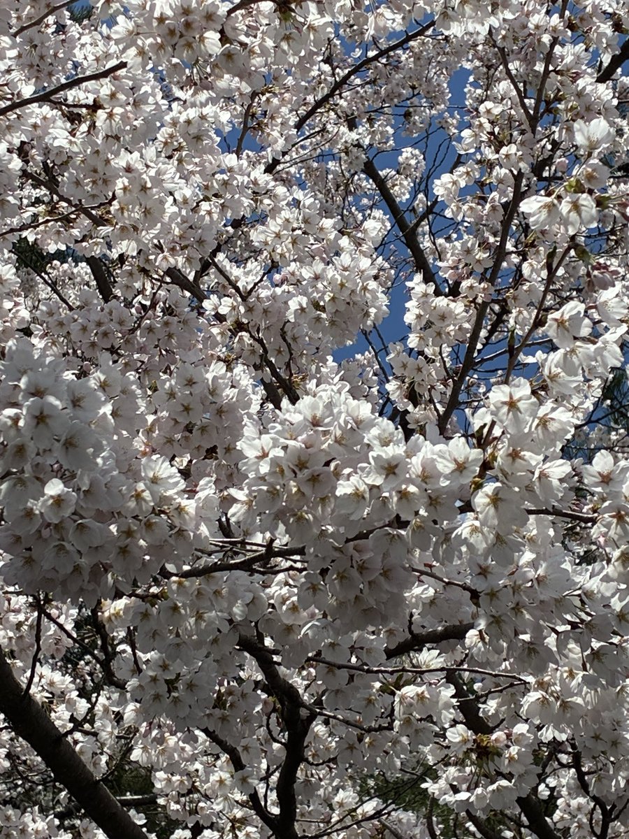 kaoringo451016's tweet photo. 思いがけずお花見できた🌸
高総体まであと40日！
とにかくがんばれー！！ https://t.co/fsXBEif6o3