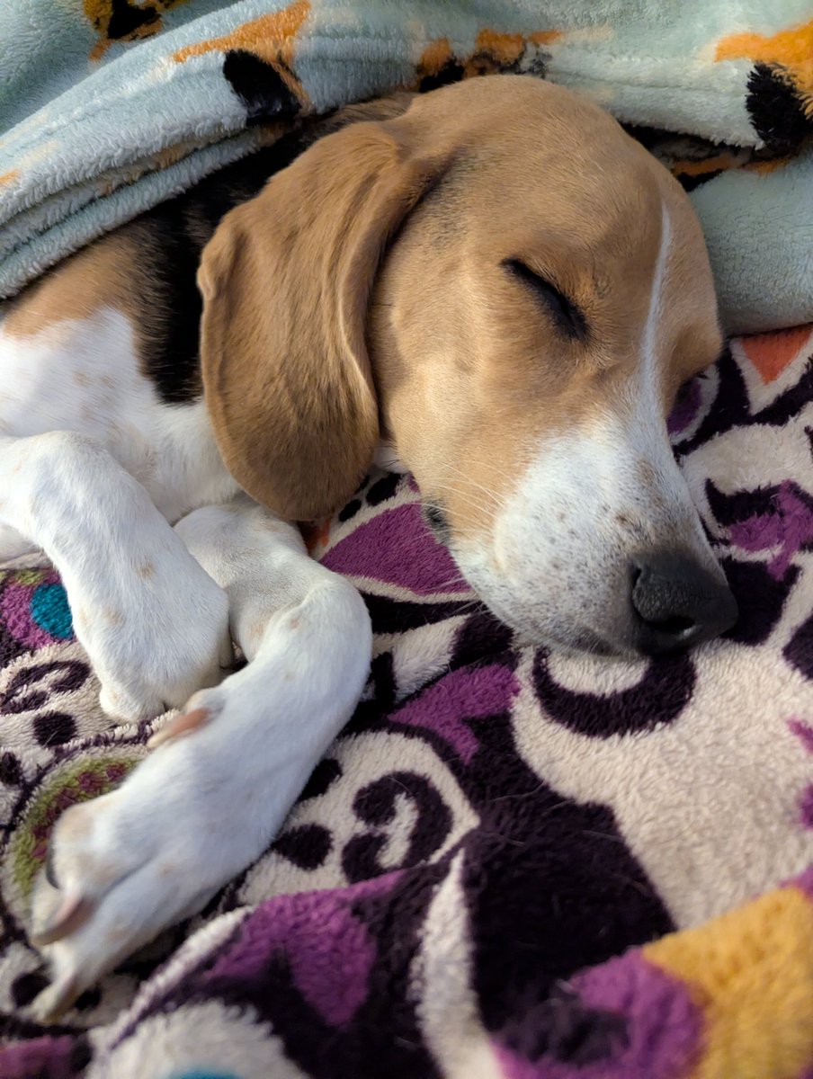 BeagleBrigadeGA's tweet image. Good night, pals! 🌙

Loved having Mazie over this afternoon! ♥️ 
#Beagles

Reesy 💤