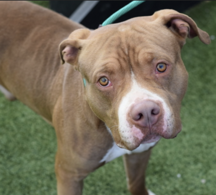 BeeDoDoobieDo's tweet image. Ranch Dressin 🥗
3yr old stray in Queens ACC
nycacc.app/browse/250790

🔥Stray, targeted 4being afraid, like every third dog 
that comes into NYCACC. 
🆘Overcrowded and stuffed in crates everywhere. He tries, but becomes timid &amp;amp; fearful
🆘 #RescueOnly #FostersSaveLives #Pledge