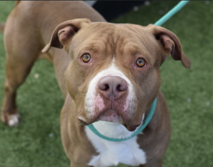 BeeDoDoobieDo's tweet image. Ranch Dressin 🥗
3yr old stray in Queens ACC
nycacc.app/browse/250790

🔥Stray, targeted 4being afraid, like every third dog 
that comes into NYCACC. 
🆘Overcrowded and stuffed in crates everywhere. He tries, but becomes timid &amp;amp; fearful
🆘 #RescueOnly #FostersSaveLives #Pledge