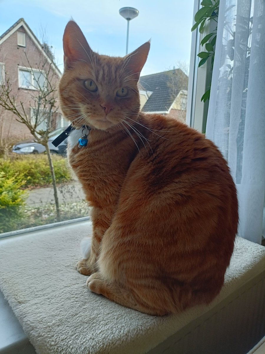 🌌 Joyce tweet media